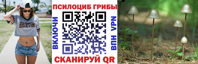 дарк нет телеграм  купить закладку  Голицыно  Галлюциногенные грибы Magic Shrooms 